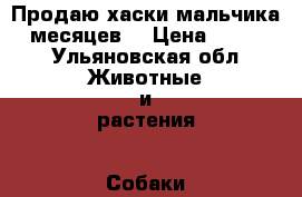 Продаю хаски мальчика 6 месяцев  › Цена ­ 8 000 - Ульяновская обл. Животные и растения » Собаки   